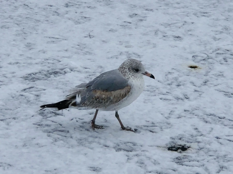 IMG_4237.jpg?type=w966