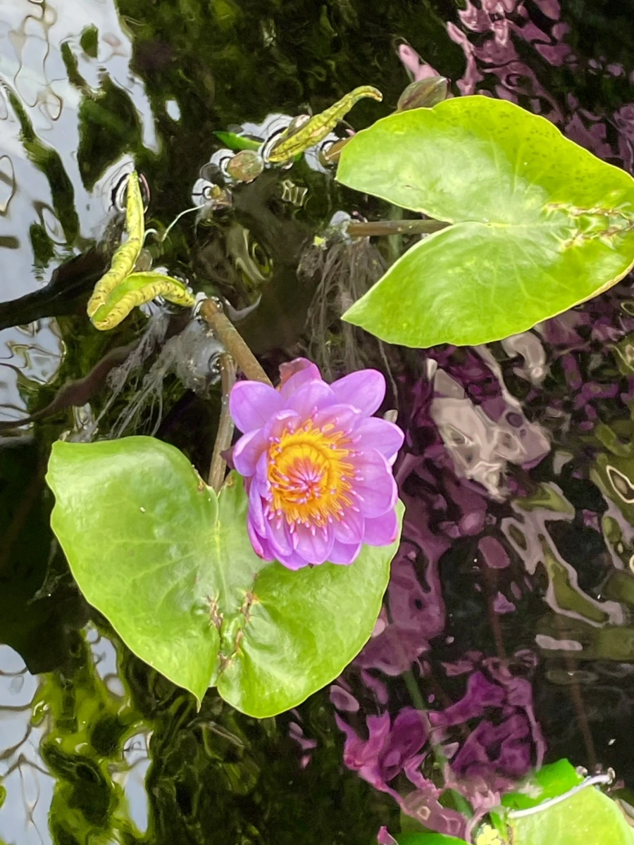 IMG_4464.jpg?type=w966