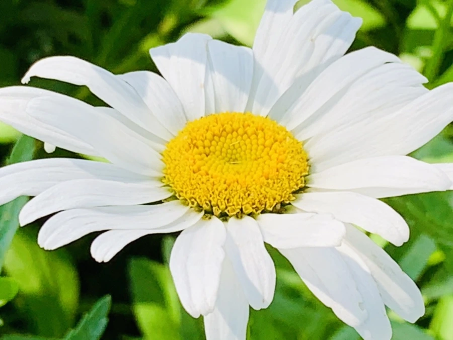 IMG_0610.jpg?type=w966