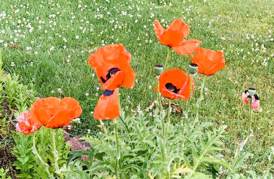 IMG_8712.jpg?type=w966