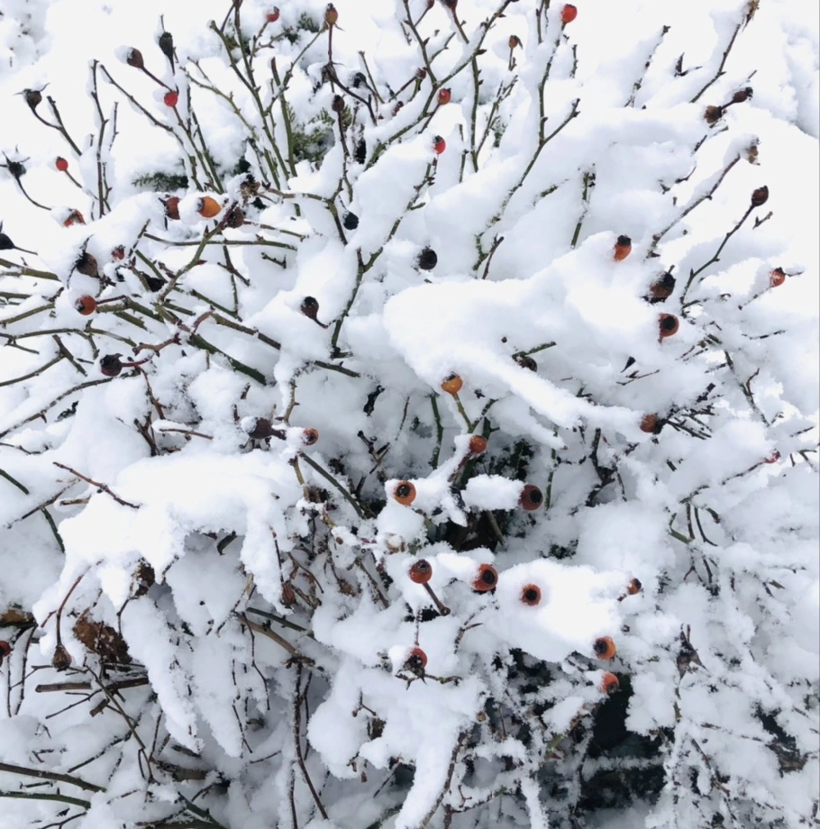 IMG_1041.jpg?type=w966