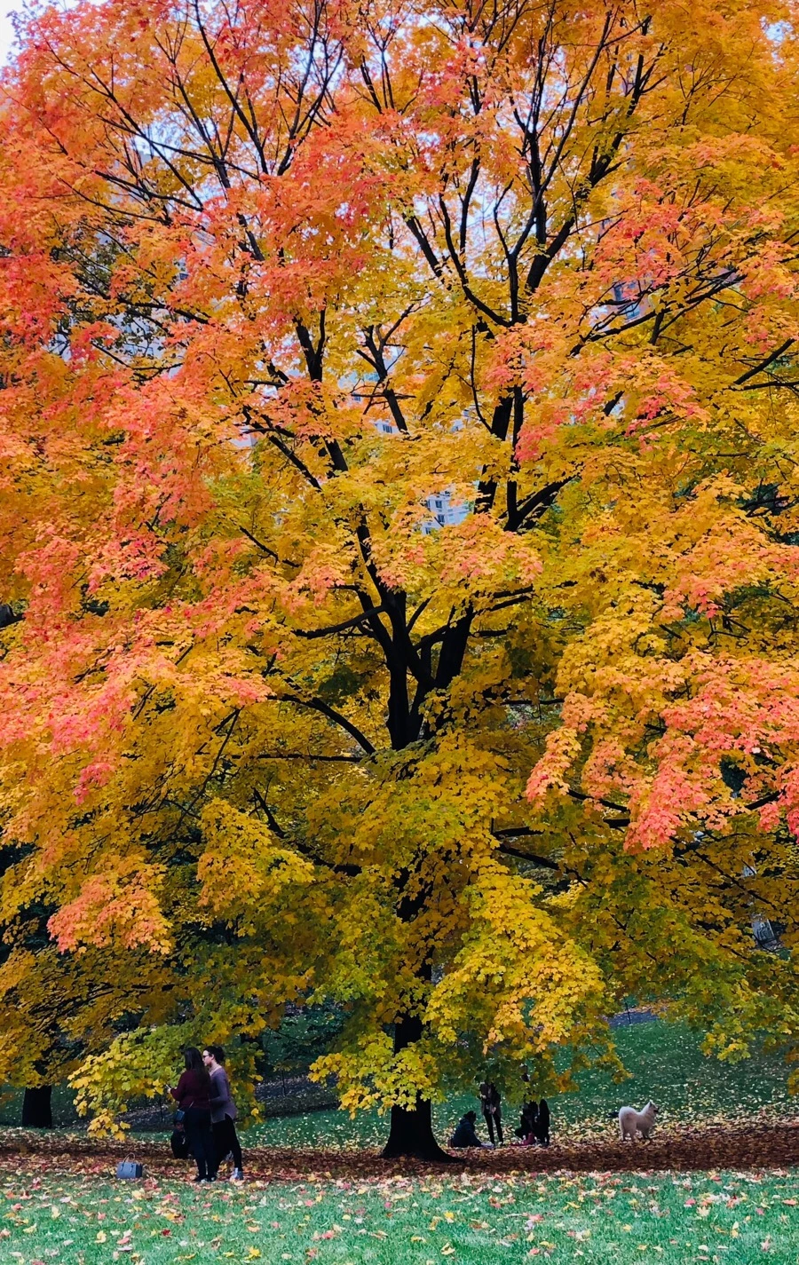 IMG_7276.jpg?type=w966