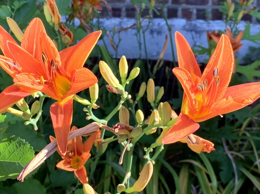 IMG_5333.jpg?type=w966