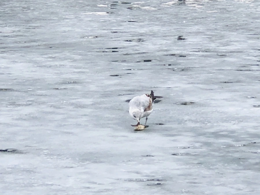 IMG_6378.jpg?type=w966