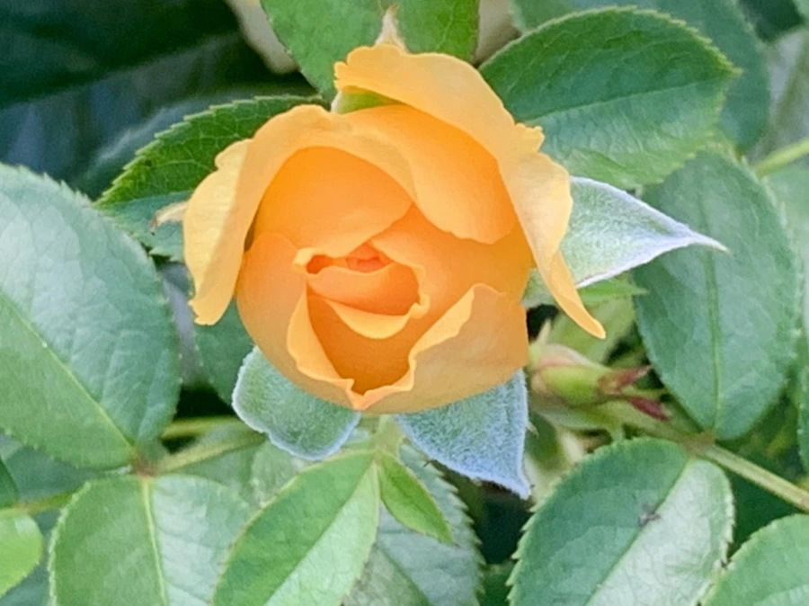 IMG_2941.jpg?type=w966