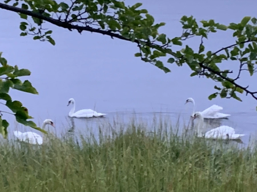 IMG_6625.jpg?type=w966