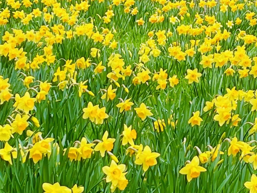 IMG_7465.jpg?type=w966