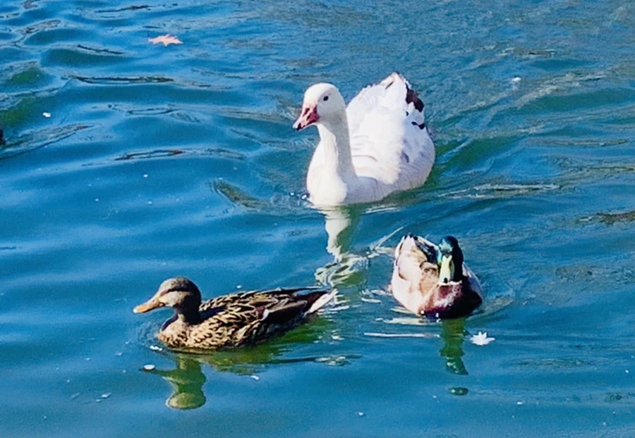 IMG_6868.jpg?type=w966