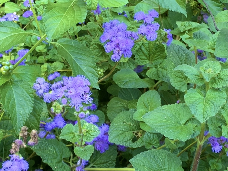 IMG_7612.jpg?type=w966