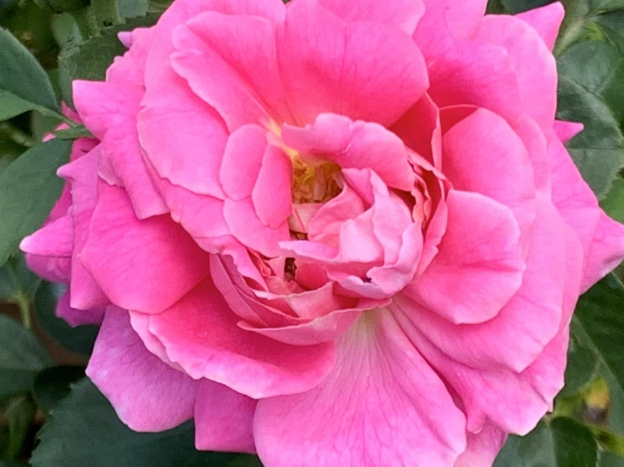 IMG_5448.jpg?type=w966