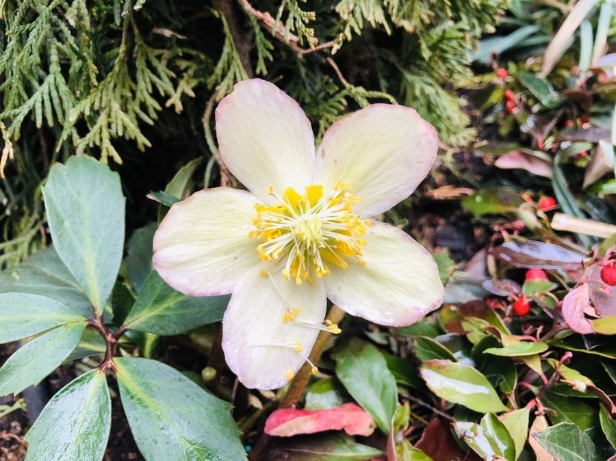 IMG_5427.jpg?type=w966