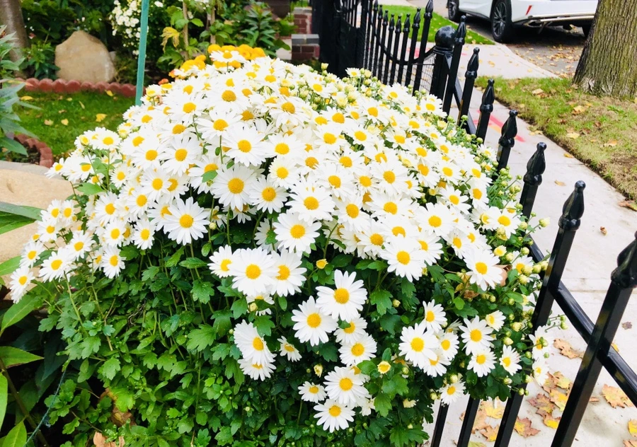 IMG_2374.jpg?type=w966