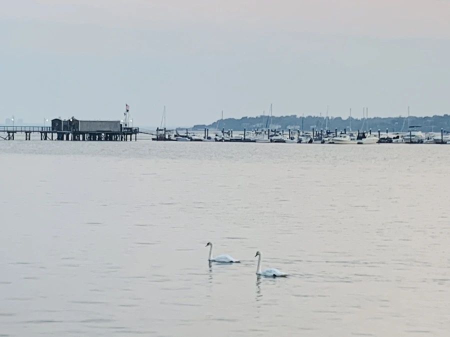 IMG_2374.jpg?type=w966