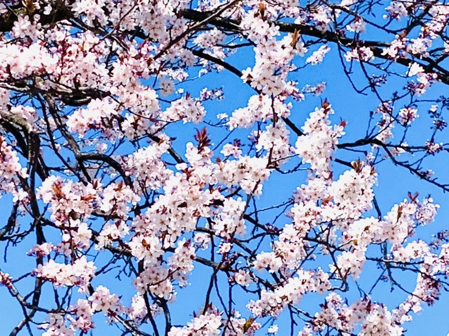 IMG_8003.jpg?type=w966