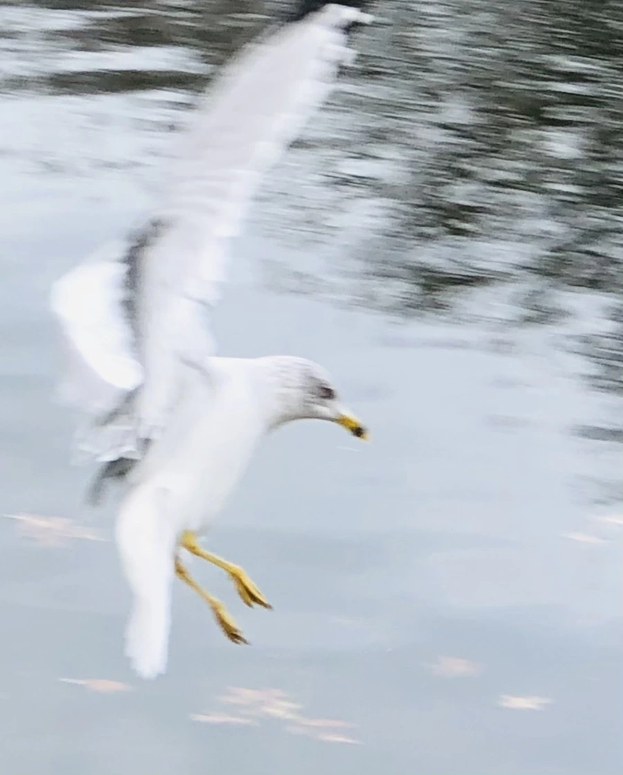 IMG_8625.jpg?type=w966