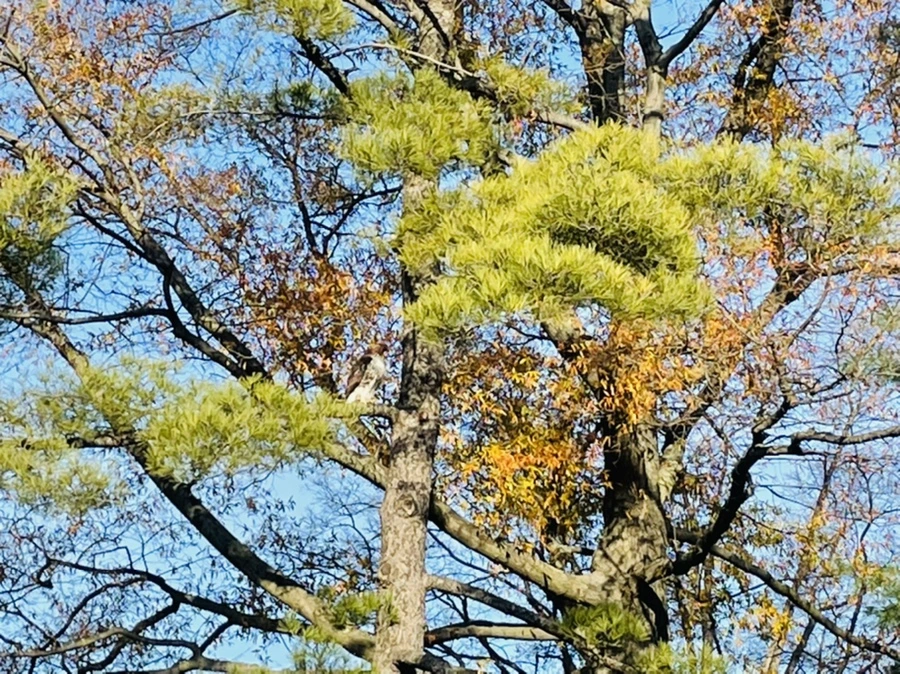 IMG_6051.jpg?type=w966