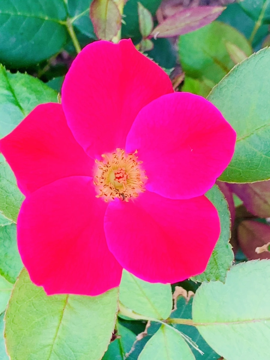 IMG_2700.jpg?type=w966