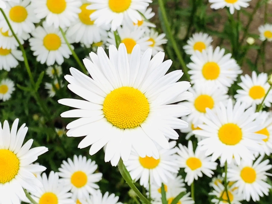 IMG_4920.jpg?type=w966