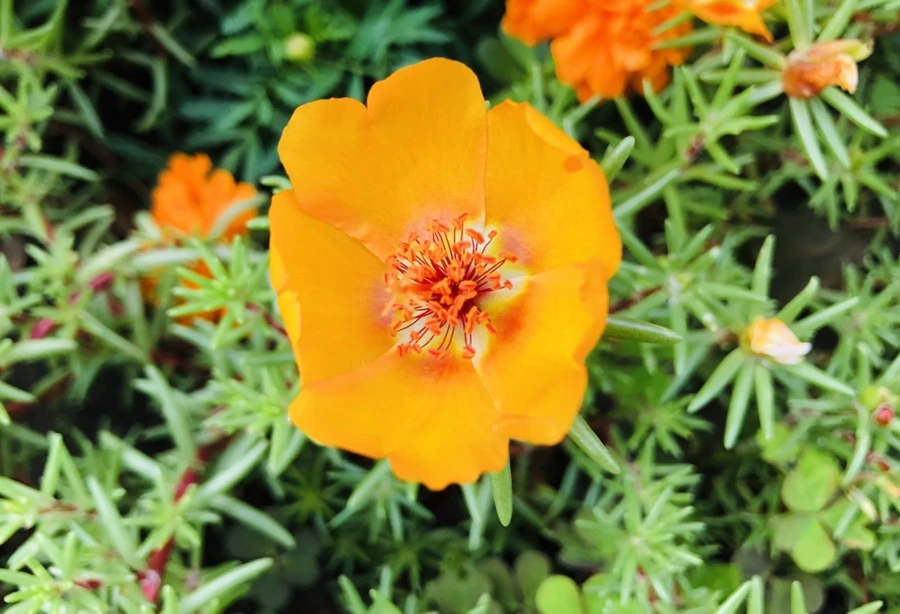 IMG_1466.jpg?type=w966