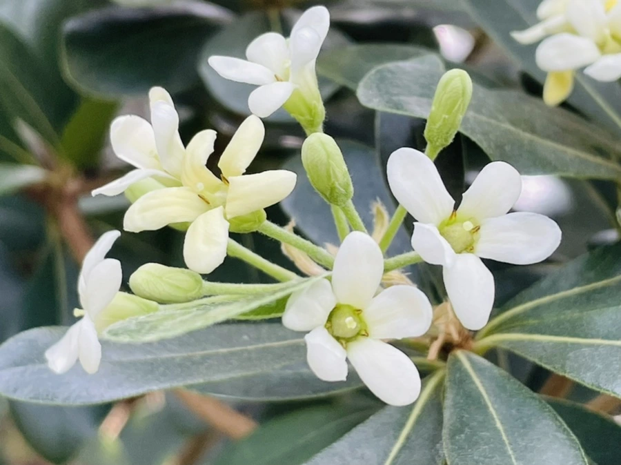 IMG_5234.jpg?type=w966