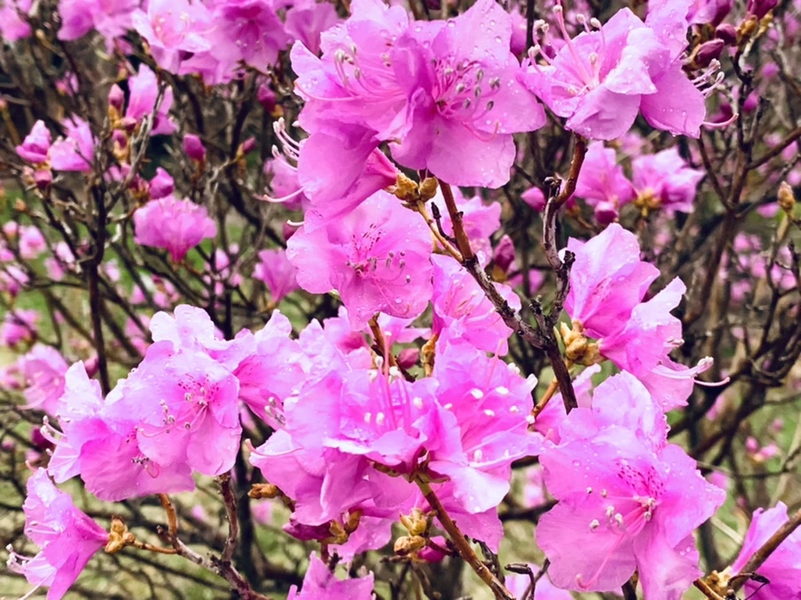 IMG_4828.jpg?type=w966