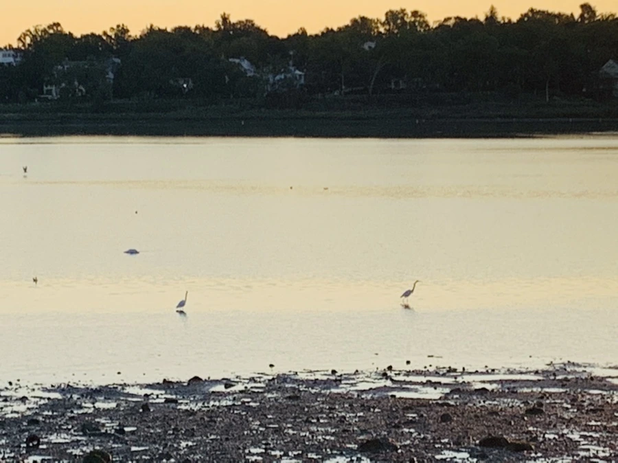 IMG_8608.jpg?type=w966