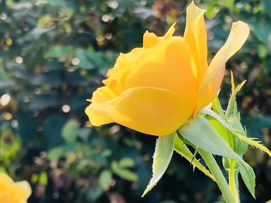 IMG_1205.jpg?type=w966