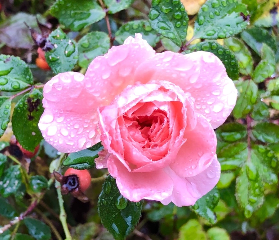 IMG_2975.jpg?type=w966