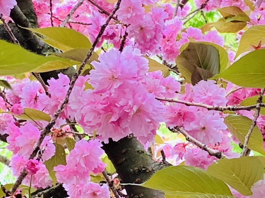 IMG_7386.jpg?type=w966