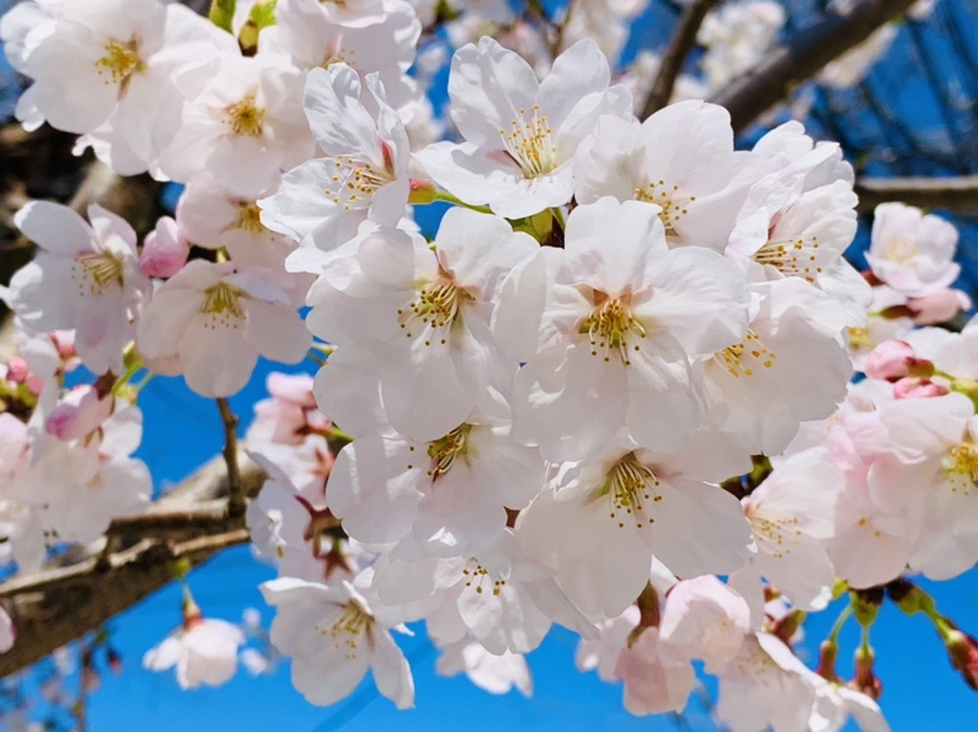 IMG_8351.jpg?type=w966