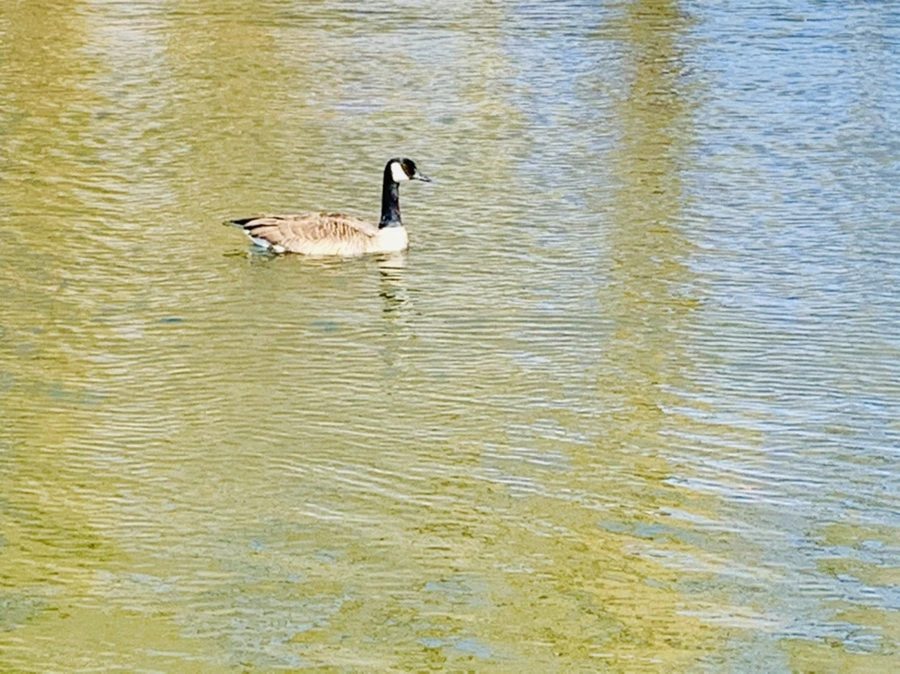 IMG_9981.jpg?type=w966