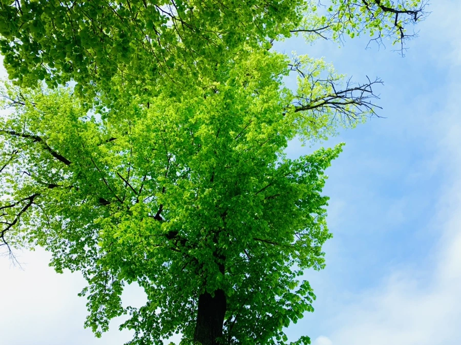 IMG_9639.jpg?type=w966