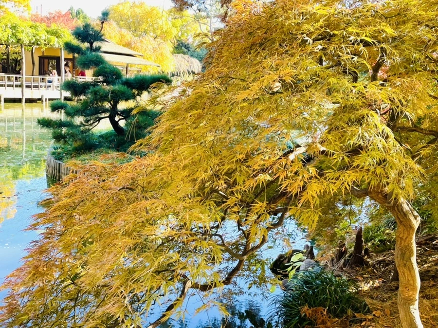 IMG_2112.jpg?type=w966