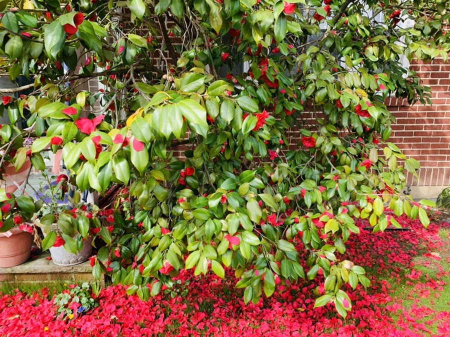 IMG_1550.jpg?type=w966