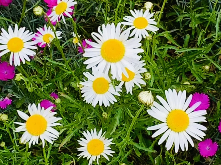 IMG_4890.jpg?type=w966