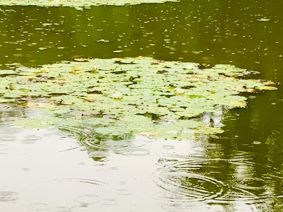 IMG_8292.jpg?type=w966