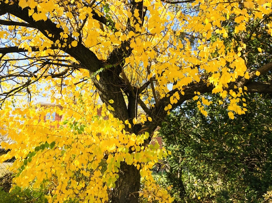 IMG_4166.jpg?type=w966