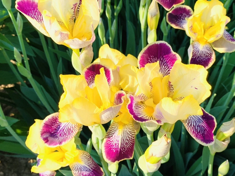 IMG_3425.jpg?type=w966