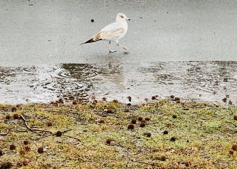 IMG_2062.jpg?type=w966