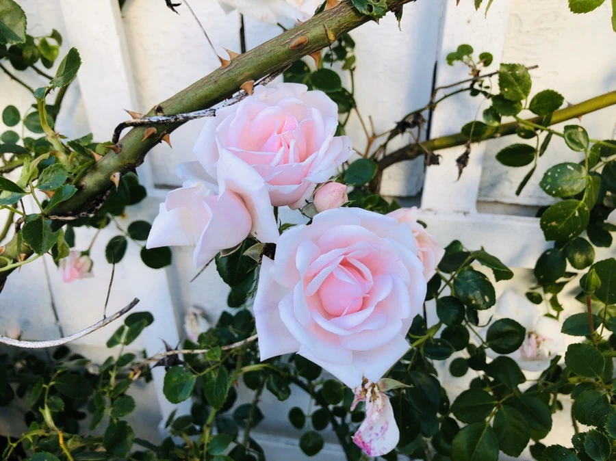 IMG_8464.jpg?type=w966