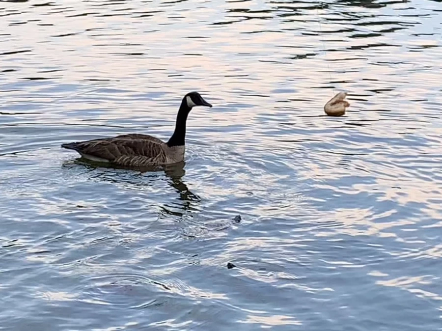 IMG_1683.jpg?type=w966