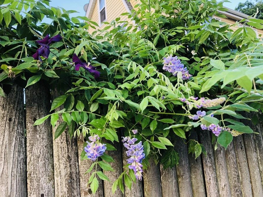 IMG_3376.jpg?type=w966