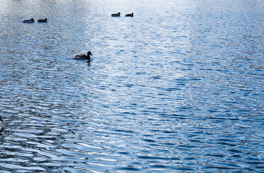 IMG_4272.jpg?type=w966