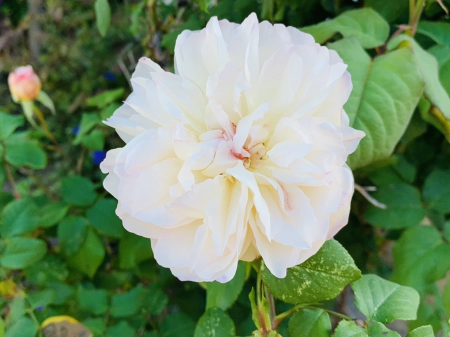 IMG_3589.jpg?type=w966