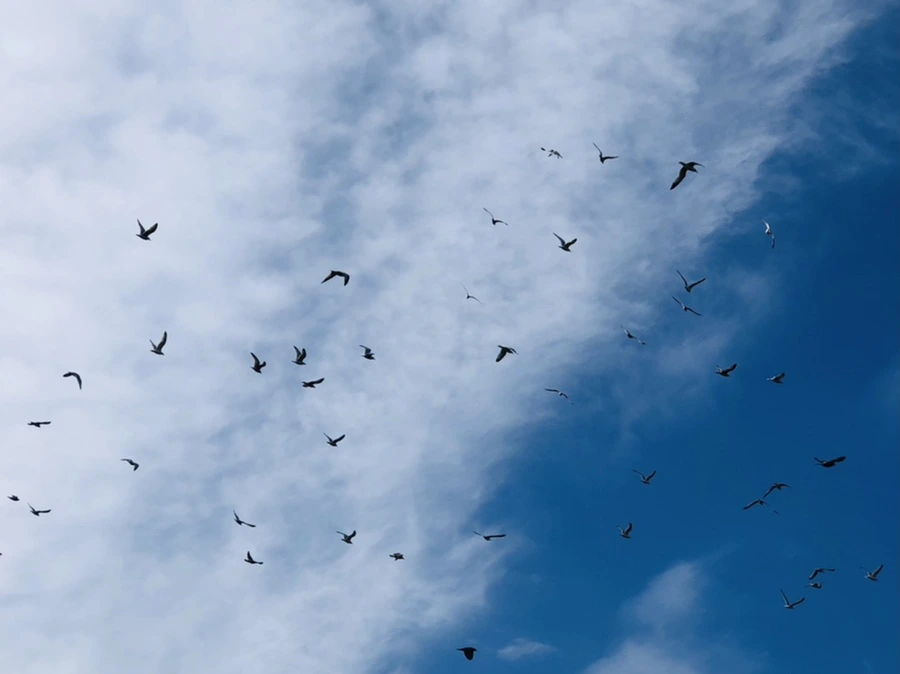 IMG_4723.jpg?type=w966