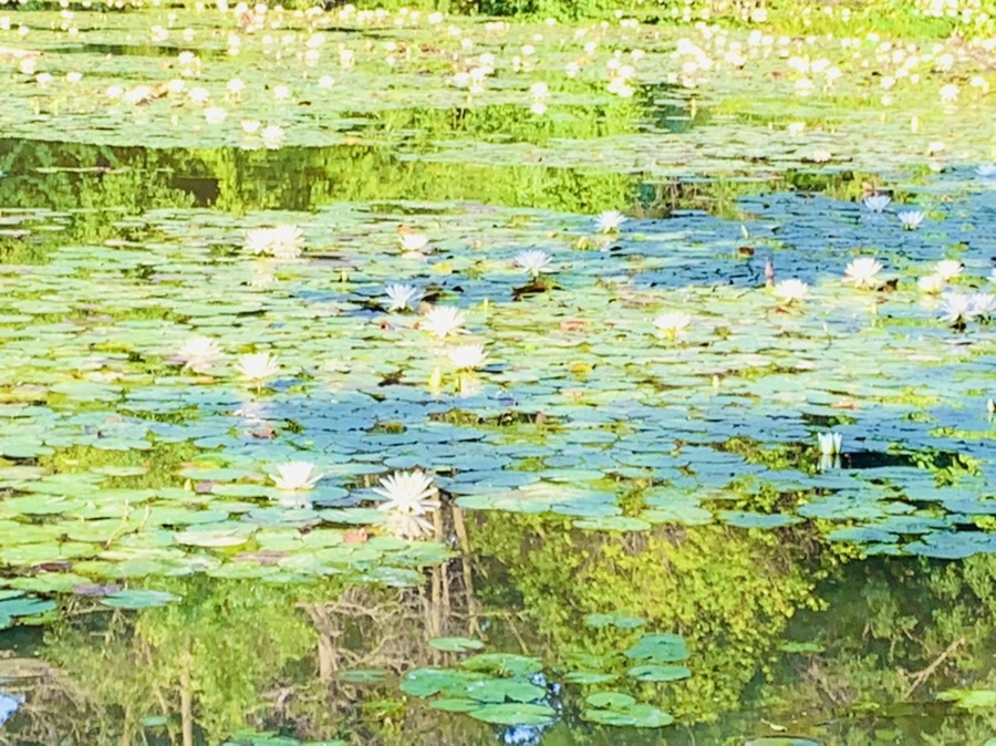 IMG_6619.jpg?type=w966