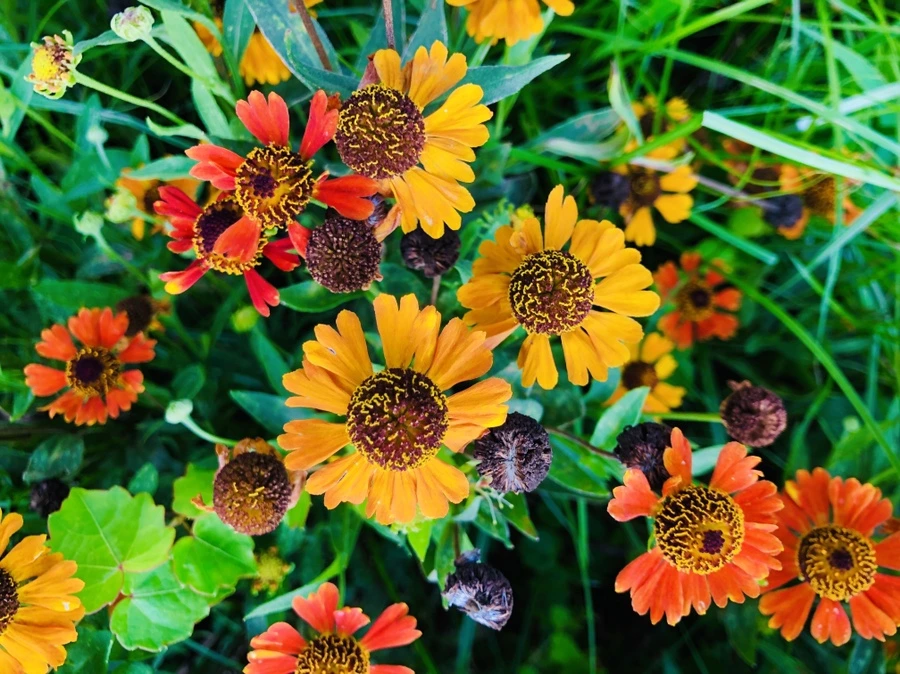 IMG_5699.jpg?type=w966