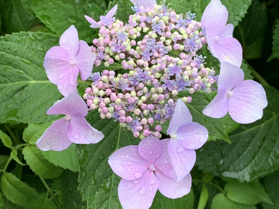 IMG_6204.jpg?type=w966