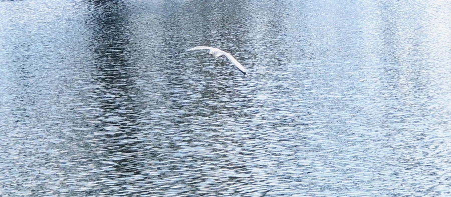 IMG_4220.jpg?type=w966