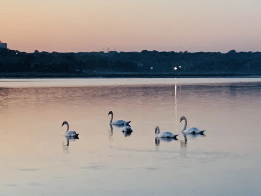 IMG_7032.jpg?type=w966